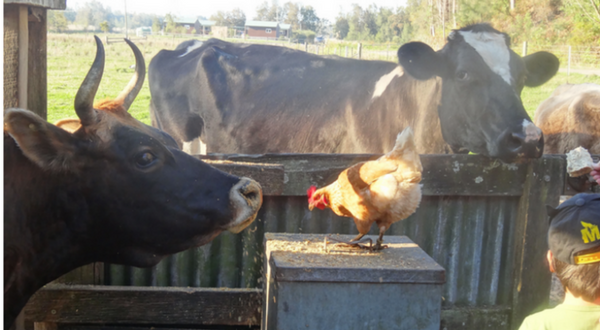 Farm Stay – The Story Behind the Story